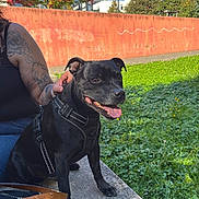 Neptune a rejoint le concours — aidez-le/la à gagner de superbes lots ! dog, black_dog, person, tattoo, arm, bench, grass, park, outdoor, sunny, tree, red_tree, concrete, harness, leash, smiling_dog, side_view, daylight, nature, blue_sky