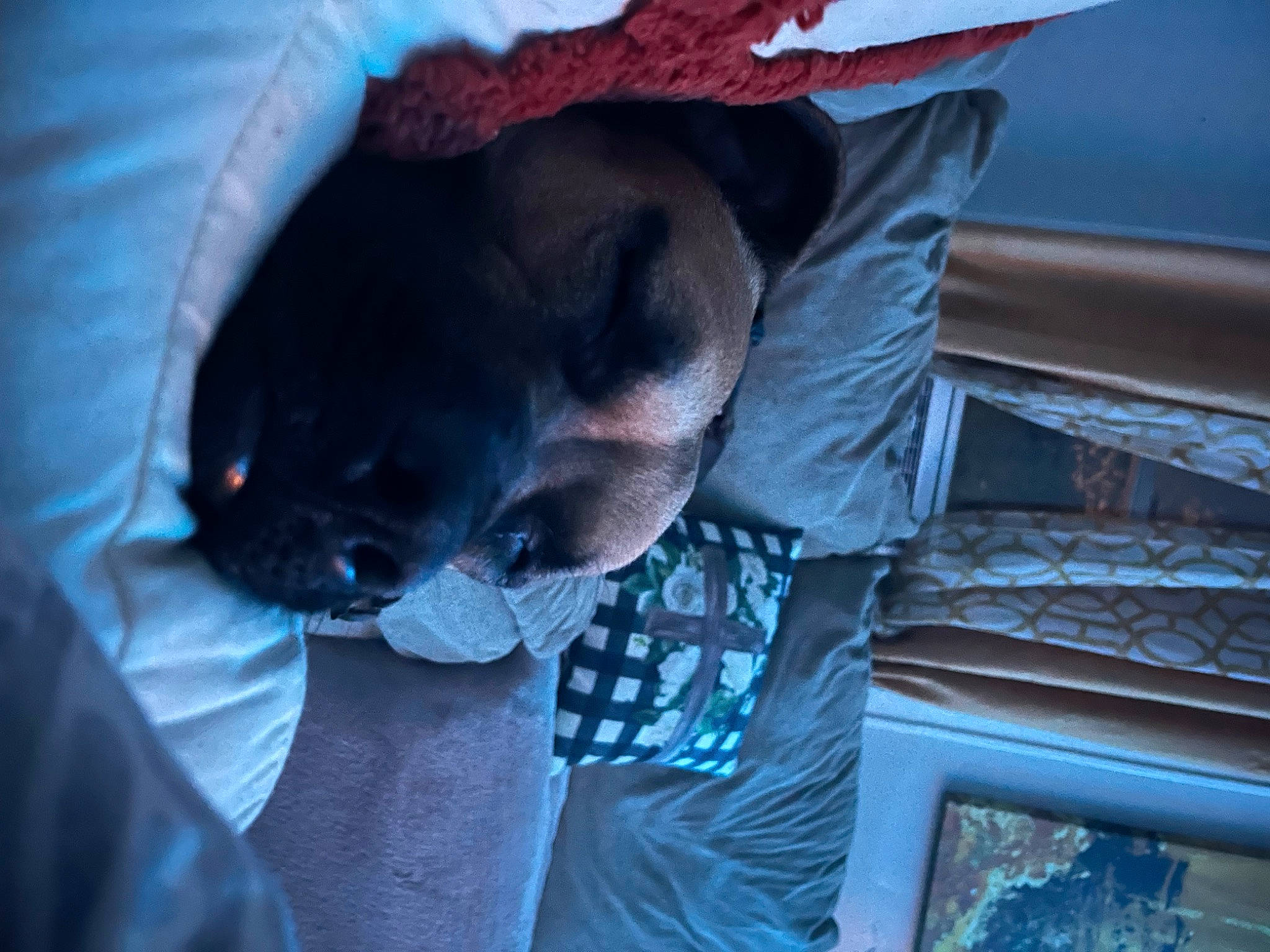 Pooh is registered to the contest to win money with this photo: canidae, carnivore, comfort, companion_dog, dog, dog_breed, ear, electric_blue, fawn, felidae, fur, jaw, nap, small_to_medium_sized_cats, snout, sporting_group, tree, whiskers, working_animal, wrinkle