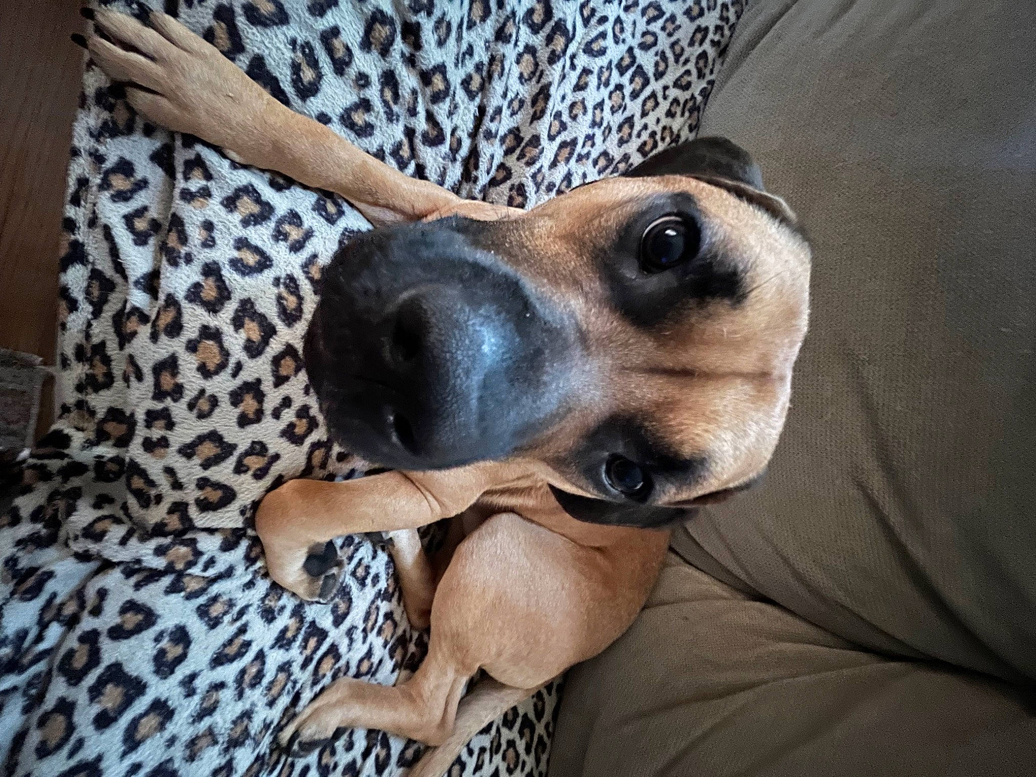 Pooh joined the competition — help win amazing prizes! canidae, carnivore, comfort, companion_dog, dog, dog_breed, dog_supply, ear, fawn, fur, linens, non_sporting_group, pattern, selfie, sitting, snout, sporting_group, whiskers, working_animal