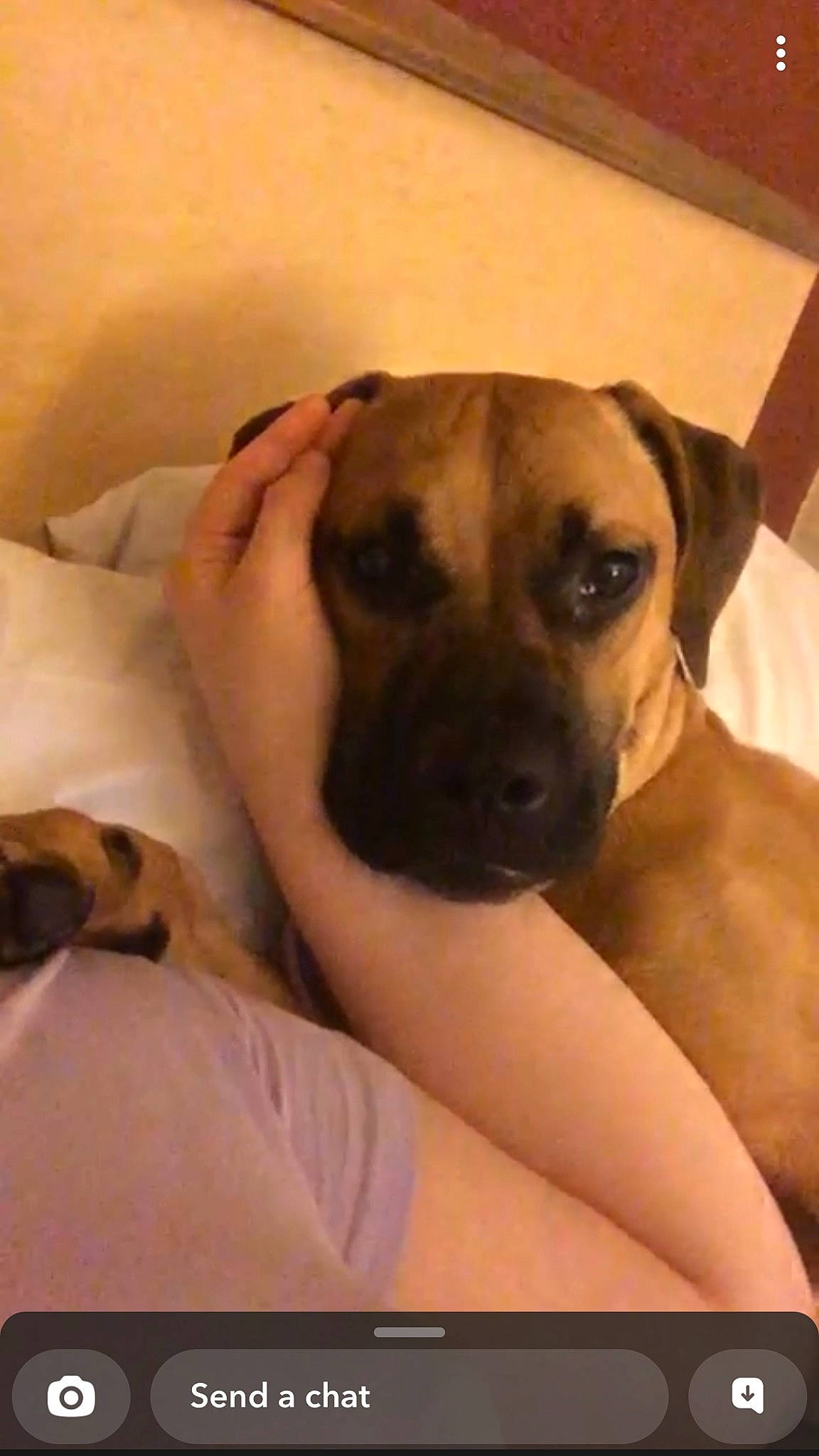 Pooh is registered to the contest to win money with this photo: ancient_dog_breeds, canidae, carnivore, comfort, companion_dog, dog, dog_breed, fawn, flooring, fur, guard_dog, non_sporting_group, paw, puppy_love, sporting_group, terrestrial_animal, toy_dog, whiskers, working_animal, working_dog