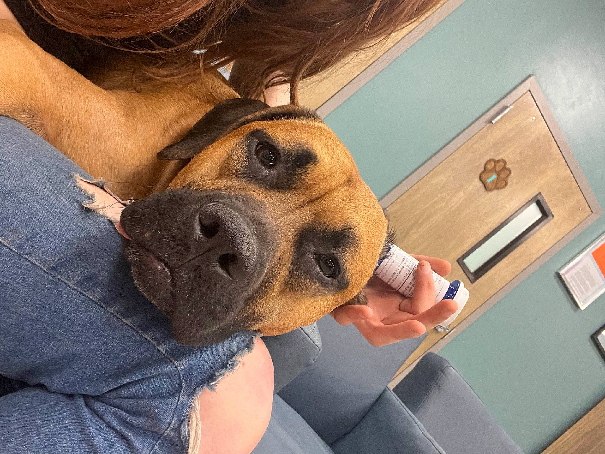 Pooh joined the competition — help win amazing prizes! carnivore, comfort, companion_dog, dog, dog_breed, eyewear, fawn, finger, gesture, happy, human_leg, jaw, selfie, snout, sporting_group, sunglasses, thigh, trunk, whiskers, working_animal