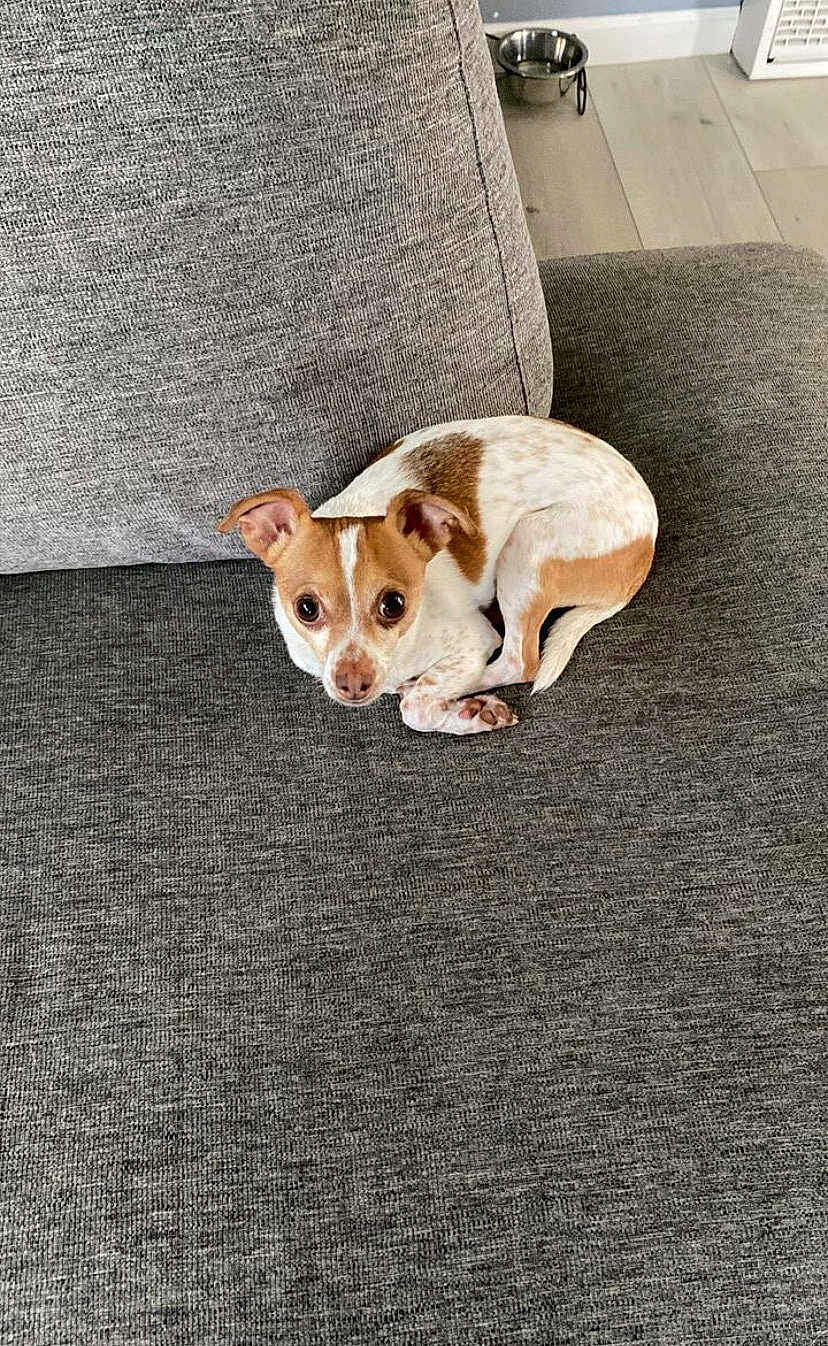 Manchitas