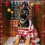 Athena joined the competition — help win amazing prizes! animal, box, christmas, cute, decorations, dog, festive, german_shepherd, holiday, indoors, lights, ornaments, pet, plaid_background, puppy, red, smiling, sweater, tinsel, white