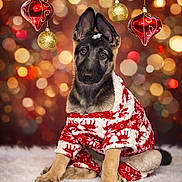 Athena joined the competition — help win amazing prizes! animal, bokeh, christmas, cute, decorations, dog, festive, fluffy, fur, german_shepherd, gold, holiday, indoor, ornaments, pajamas, pet, portrait, puppy, red, soft