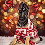 animal, bokeh, christmas, cute, decorations, dog, festive, fluffy, fur, german_shepherd, gold, holiday, indoor, ornaments, pajamas, pet, portrait, puppy, red, soft