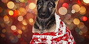 Athena is registered to the contest to win money with this photo: animal, bokeh, christmas, cute, decorations, dog, festive, fluffy, fur, german_shepherd, gold, holiday, indoor, ornaments, pajamas, pet, portrait, puppy, red, soft