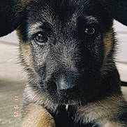 Athena is registered to the contest to win money with this photo: puppy, dog, german_shepherd, close_up, fur, cute, pet, animal, portrait, lying_down, young, indoor, looking, black, brown, ears, face, nose, whiskers, eyes