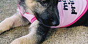 Athena joined the competition — help win amazing prizes! puppy, dog, pink_shirt, concrete, outdoor, young_dog, lying_down, fur, collar, pet, animal, canine, cute, portrait, side_view, young_animal, expression, timestamp, vintage_style, looking_away