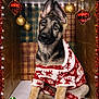 Athena joined the competition — help win amazing prizes! adorable, animal, box, christmas, christmas_decor, christmas_sweater, cute, decorations, dog, festive, german_shepherd, head_tilt, holiday, indoors, ornaments, pet, plaid_background, puppy, red_tinsel, sweater