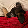 puppy, dog, sleeping, blanket, red_blanket, cozy, resting, indoor, pet, fur, paw, head, ear, snout, comfort, relaxation, white_pillow, closeup, young_dog, domestic_animal