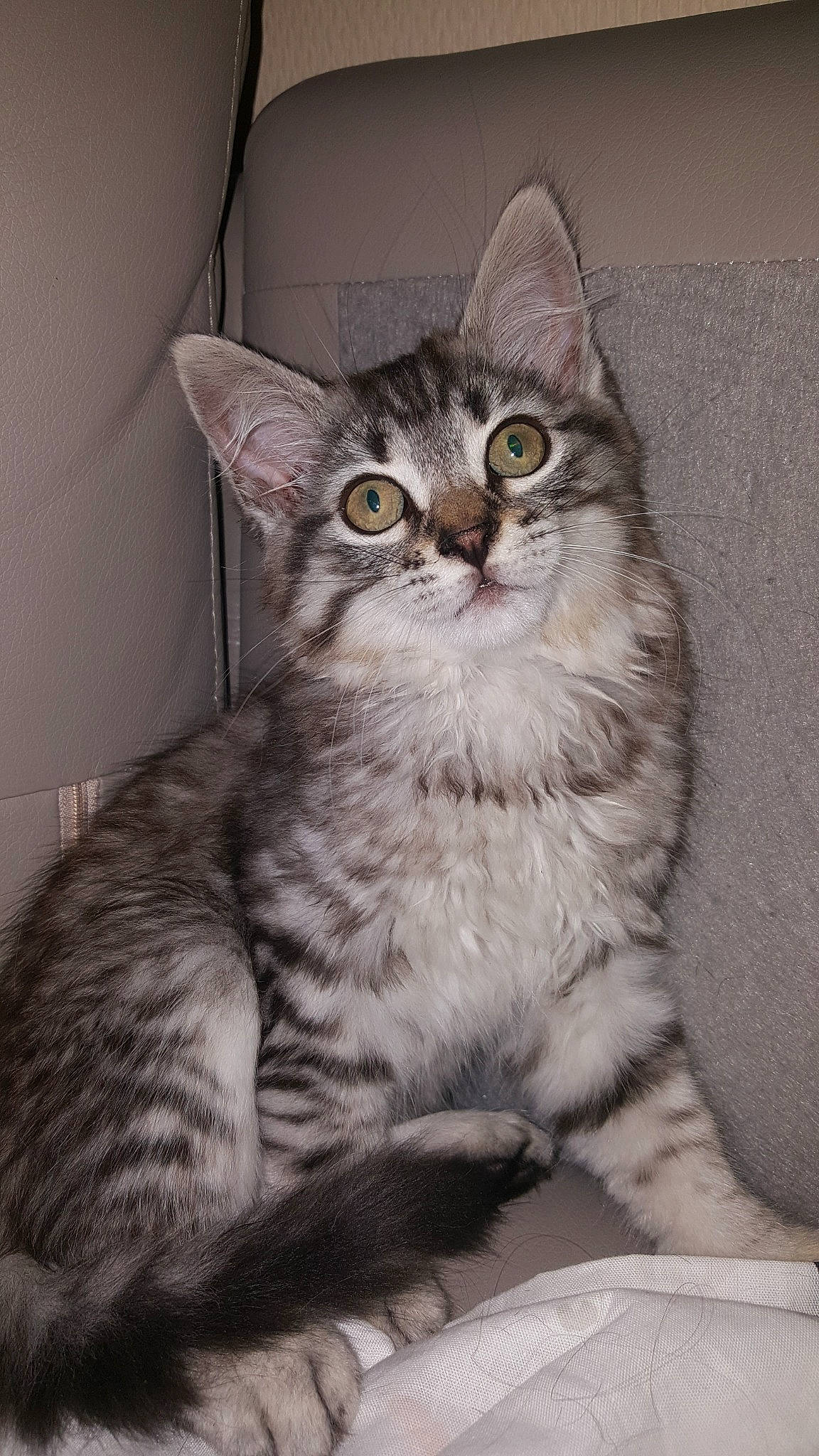 Louloutte a rejoint le concours — aidez-le/la à gagner de superbes lots ! american_wirehair, asian, asian_semi_longhair, australian_mist, british_semi_longhair, carnivore, cat, domestic_short_haired_cat, dragon_li, european_shorthair, felidae, kitten, maine_coon, mammal, norwegian_forest_cat, siberian, small_to_medium_sized_cats, tabby_cat, vertebrate, whiskers