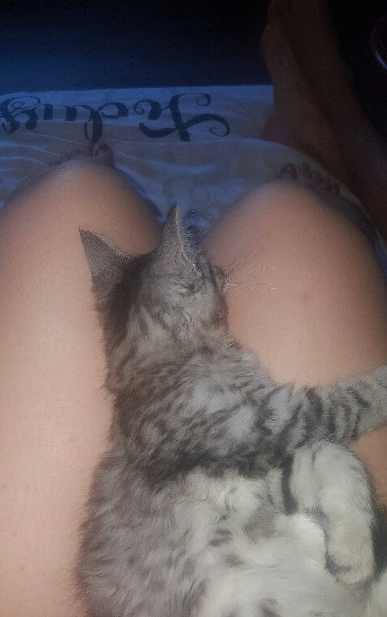 Louloutte participe au concours pour gagner de l'argent avec cette photo : back, carnivore, cat, domestic_long_haired_cat, ear, felidae, kitten, norwegian_forest_cat, small_to_medium_sized_cats, whiskers