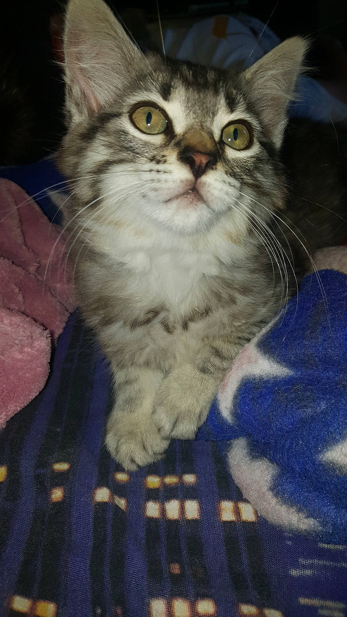 Louloutte participe au concours pour gagner de l'argent avec cette photo : aegean_cat, american_wirehair, asian, asian_semi_longhair, british_semi_longhair, carnivore, cat, domestic_long_haired_cat, domestic_short_haired_cat, european_shorthair, felidae, kitten, maine_coon, mammal, norwegian_forest_cat, ragamuffin, siberian, small_to_medium_sized_cats, vertebrate, whiskers