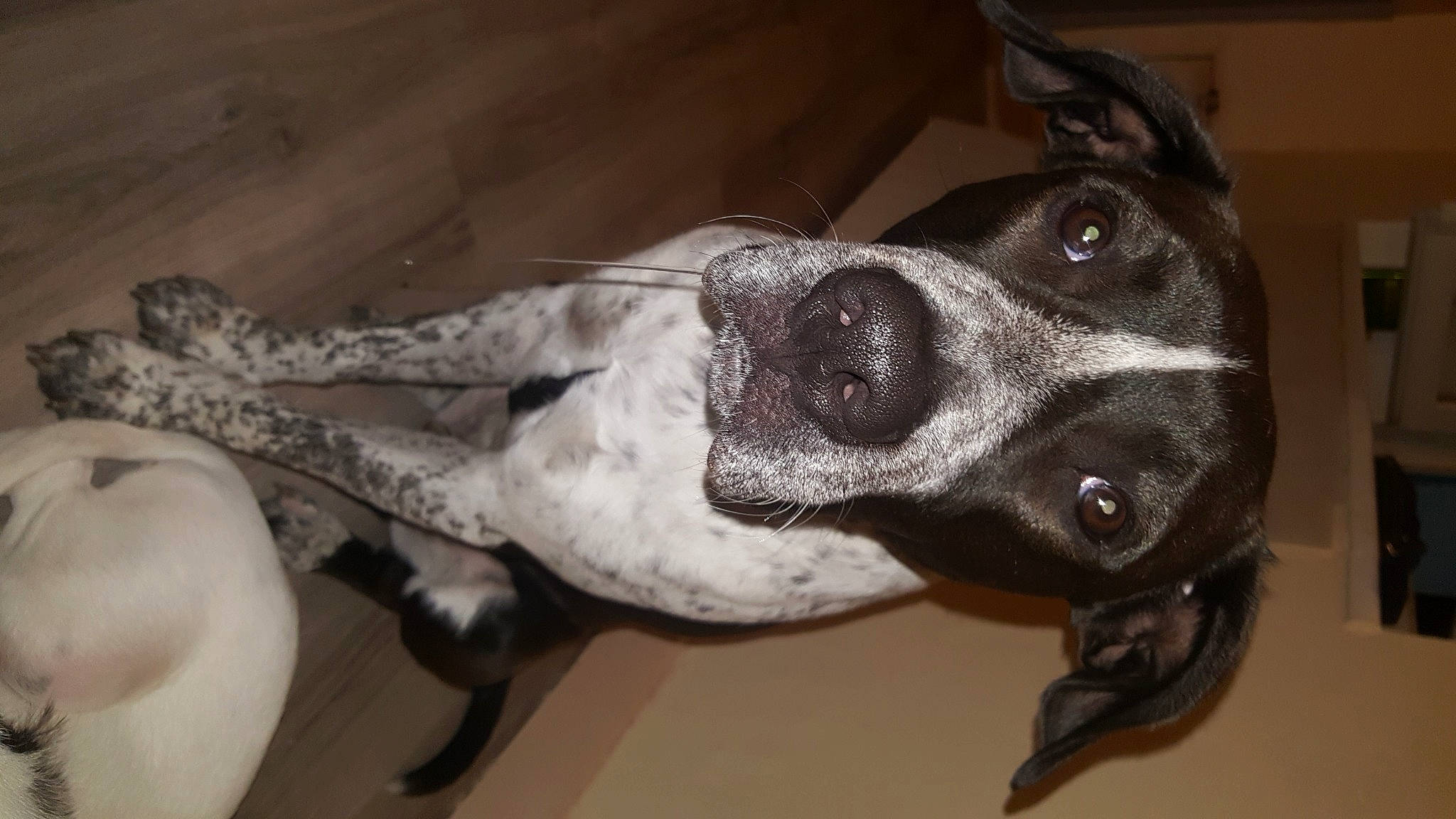 Packo participe au concours pour gagner de l'argent avec cette photo : beige, canidae, carnivore, collar, companion_dog, dog, dog_breed, dog_collar, fawn, fur, jaw, paw, pet_supply, snout, sporting_group, tail, terrestrial_animal, whiskers, working_animal, working_dog