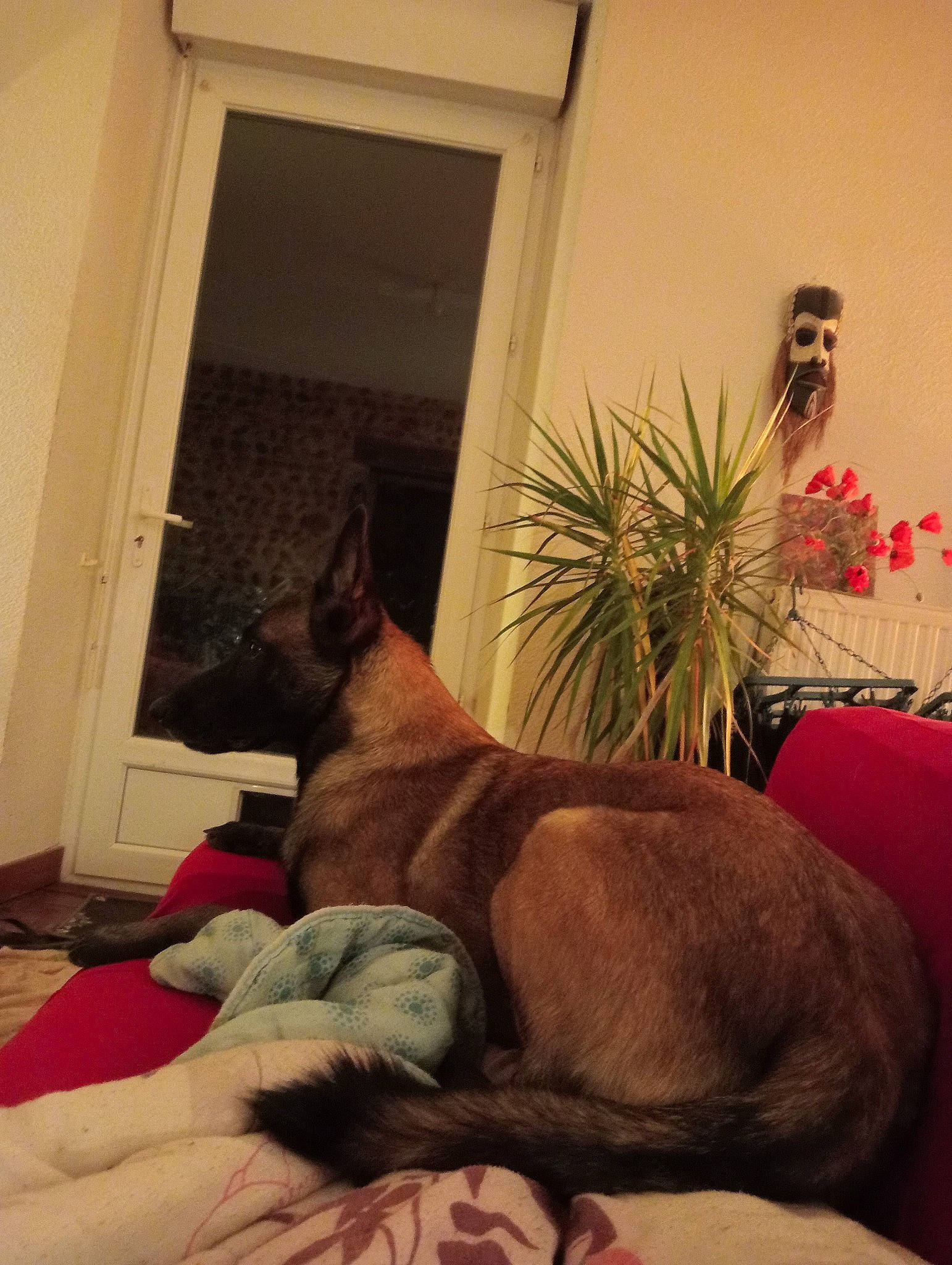 Saya a rejoint le concours — aidez-le/la à gagner de superbes lots ! brown, carnivore, comfort, companion_dog, dog, dog_breed, door, fawn, felidae, houseplant, linens, living_room, plant, room, small_to_medium_sized_cats, tail, whiskers, window, window_blind, wood