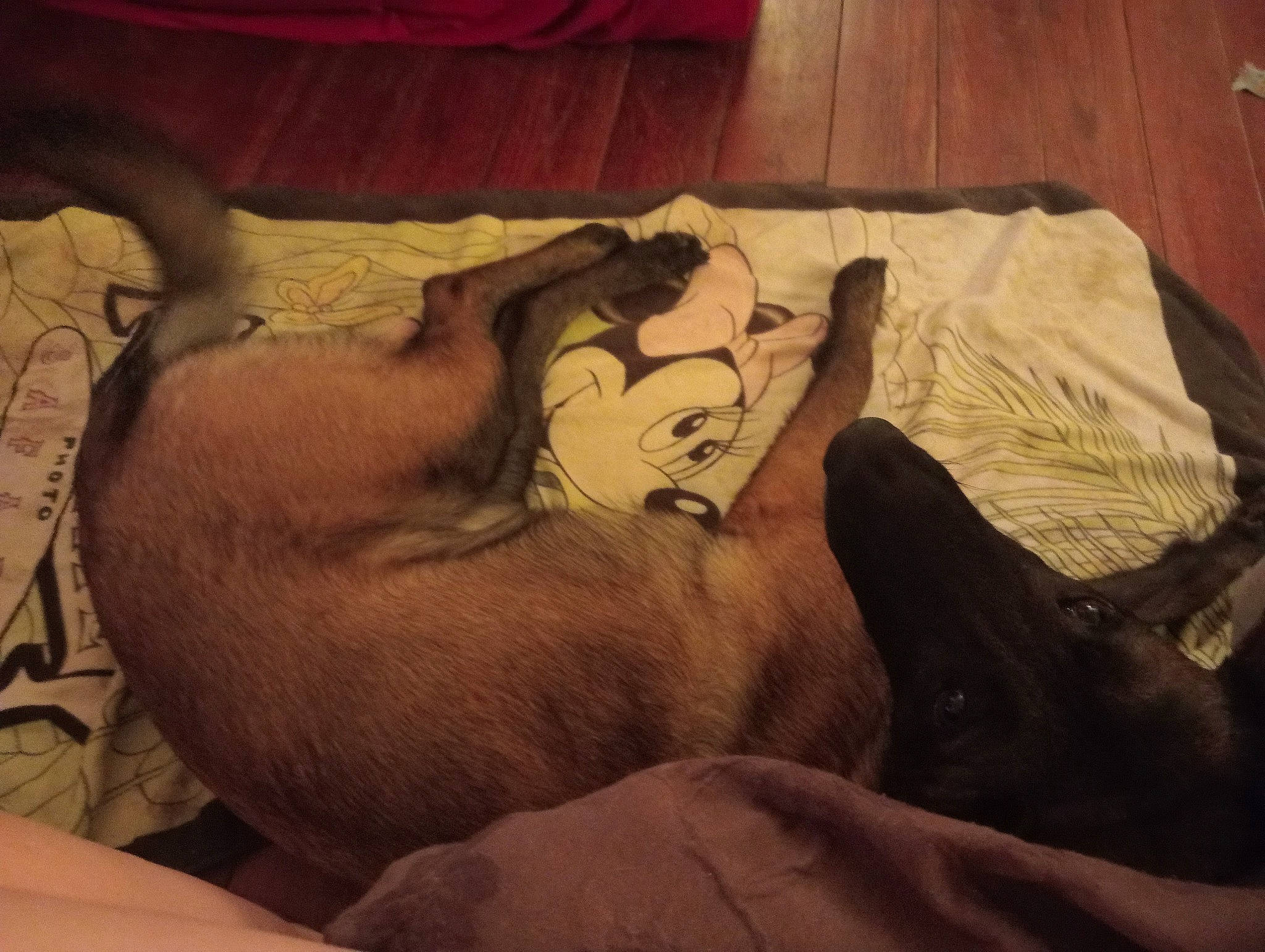 Saya participe au concours pour gagner de l'argent avec cette photo : art, bedding, bedroom, bedtime, child, cloud, comfort, companion_dog, fawn, felidae, flesh, fur, human_leg, linens, nap, sky, textile, tints_and_shades, visual_arts, wood