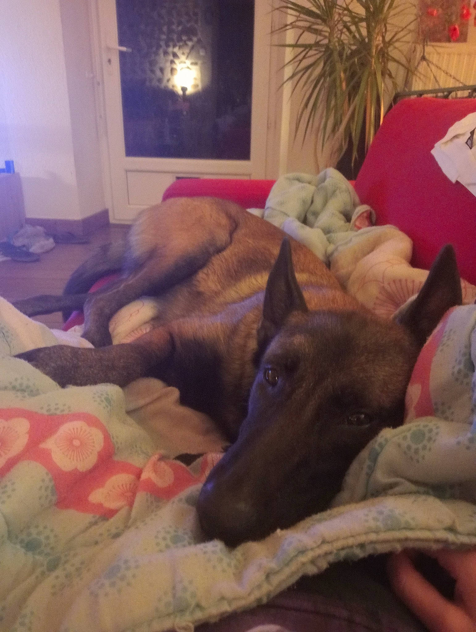 Saya participe au concours pour gagner de l'argent avec cette photo : bedding, carnivore, comfort, companion_dog, dog, dog_breed, fawn, floor, flooring, hardwood, houseplant, interior_design, lighting, linens, living_room, picture_frame, room, snout, wood, working_animal