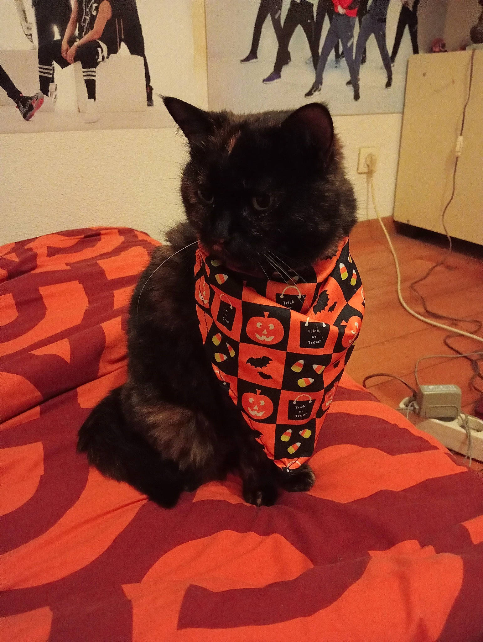 Ponyo participe au concours pour gagner de l'argent avec cette photo : black, black_cat, carnivore, cat, chair, claw, comfort, domestic_short_haired_cat, felidae, flooring, fur, mammal, pattern, paw, sitting, small_to_medium_sized_cats, snout, tail, terrestrial_animal, whiskers