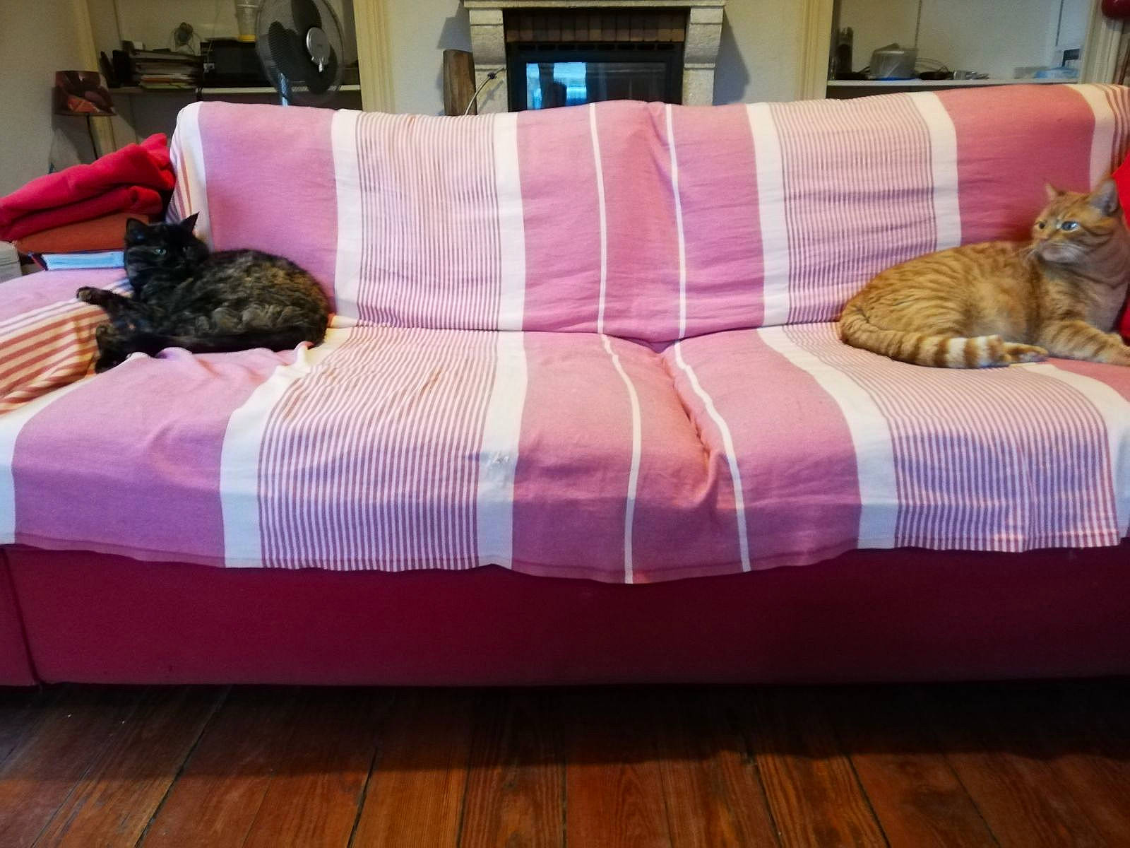 Ponyo participe au concours pour gagner de l'argent avec cette photo : bed_frame, cat, comfort, couch, decoration, floor, flooring, furniture, hardwood, interior_design, living_room, outdoor_furniture, pillow, pink, purple, rectangle, studio_couch, table, textile, wood