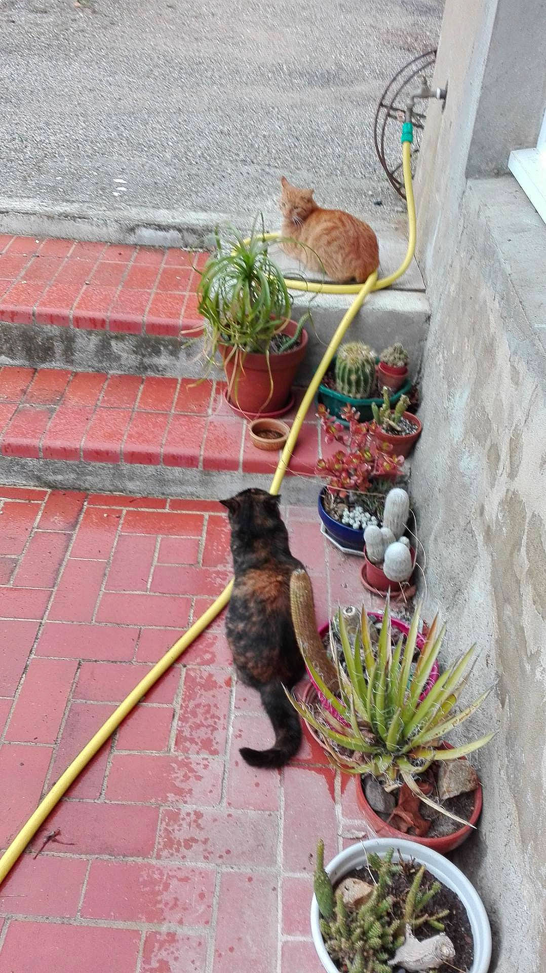 Ponyo participe au concours pour gagner de l'argent avec cette photo : brick, brickwork, carnivore, cat, fawn, felidae, flooring, flower, flowerpot, grass, houseplant, pet_supply, plant, road_surface, sidewalk, small_to_medium_sized_cats, snapshot, tail, terrestrial_plant, whiskers