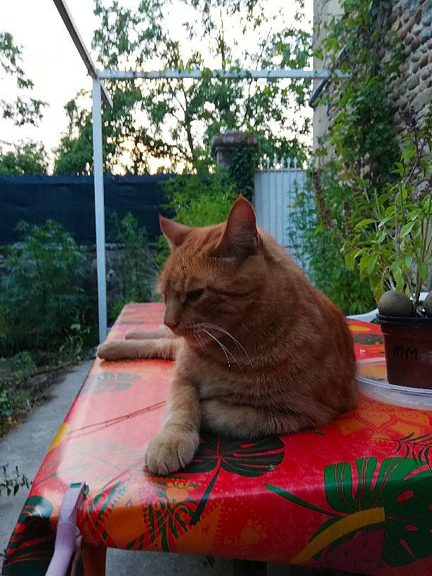 Yoda a rejoint le concours — aidez-le/la à gagner de superbes lots ! carnivore, cat, comfort, domestic_short_haired_cat, fawn, felidae, flowerpot, fur, grass, houseplant, outdoor_furniture, plant, small_to_medium_sized_cats, snout, table, tail, tree, whiskers, window, wood