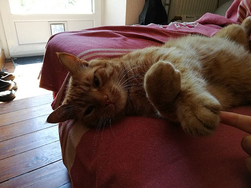 Yoda participe au concours pour gagner de l'argent avec cette photo : carnivore, cat, claw, comfort, companion_dog, domestic_short_haired_cat, door, fawn, felidae, flooring, fur, hardwood, lap, nap, paw, small_to_medium_sized_cats, snout, tail, whiskers, wood