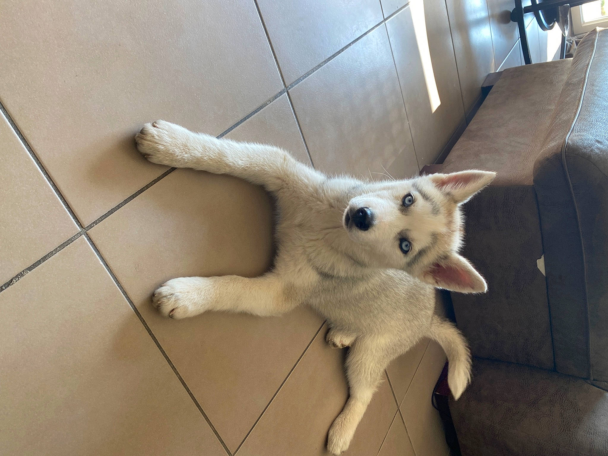 Luna a rejoint le concours — aidez-le/la à gagner de superbes lots ! canidae, carnivore, cat, comfort, companion_dog, couch, dog_breed, domestic_short_haired_cat, fawn, felidae, flooring, fur, paw, small_to_medium_sized_cats, snout, stuffed_toy, tail, toy, whiskers, wood