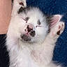 Millie is registered to the contest to win money with this photo: kitten, sleeping, cat, white_fur, black_markings, paw_pads, raised_paws, close_up, fluffy, cute, pet, animal, relaxed, fur, indoor, resting, adorable, small, whiskers, pink_nose