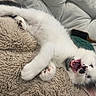 Millie is registered to the contest to win money with this photo: kitten, cat, yawning, white_fur, black_spots, paw, blanket, cozy, texture, couch, indoor, pet, sleepy, cute, animal, fur, resting, small, whiskers, relaxing