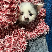 Millie joined the competition — help win amazing prizes! kitten, cat, animal, pet, fur, blanket, red, texture, cozy, snug, sleepy, cute, whiskers, face, small, indoor, resting, soft, comfort, nestled