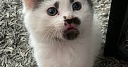 Millie is registered to the contest to win money with this photo: kitten, cat, white_cat, black_spots, carpet, toy_carrot, toy_feathers, indoor, pet, fur, cute, small, young, animal, curious, looking_up, floor, playful, domestic, feline