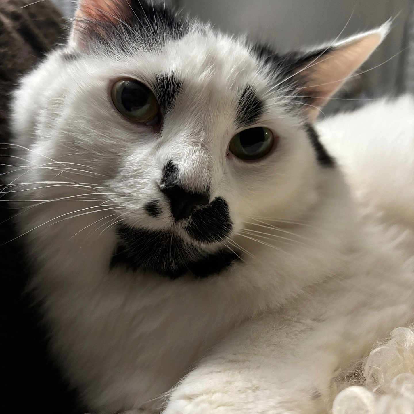 Millie