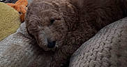 Winnie is registered to the contest to win money with this photo: puppy, dog, brown_fur, curly_fur, sleepy, blanket, texture, cozy, indoor, toy, orange_toy, yellow_toy, closeup, pet, animal, resting, cute, soft_lighting, fur, calm