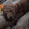puppy, dog, brown_fur, curly_fur, sleepy, blanket, texture, cozy, indoor, toy, orange_toy, yellow_toy, closeup, pet, animal, resting, cute, soft_lighting, fur, calm
