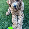 dog, puppy, curly_fur, grass, outdoor, toy, tennis_ball, playful, pet, cute, animal, mammal, happy, tongue_out, close_up, lying_down, front_paws, young, fur, bright_colors