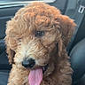puppy, dog, car_interior, curly_fur, tongue_out, pet, cute, animal, close_up, happy, seat, window, leather_seat, canine, young_dog, companion, adorable, fur_texture, indoor, portrait