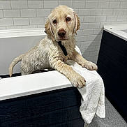 Maximillian is registered to the contest to win money with this photo: dog, puppy, golden_retriever, wet, bathroom, bathtub, towel, tile_wall, floor, pet, animal, cute, fur, looking, indoors, water, claw, young, domestic_animal, black_collar