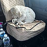 Maximillian is registered to the contest to win money with this photo: puppy, dog, sleeping, car_seat, seat_cover, leash, water_bottle, cup_holder, interior, vehicle, pet, white_dog, quilted, sunlight, resting, cozy, travel, leash_pattern, napping, companion