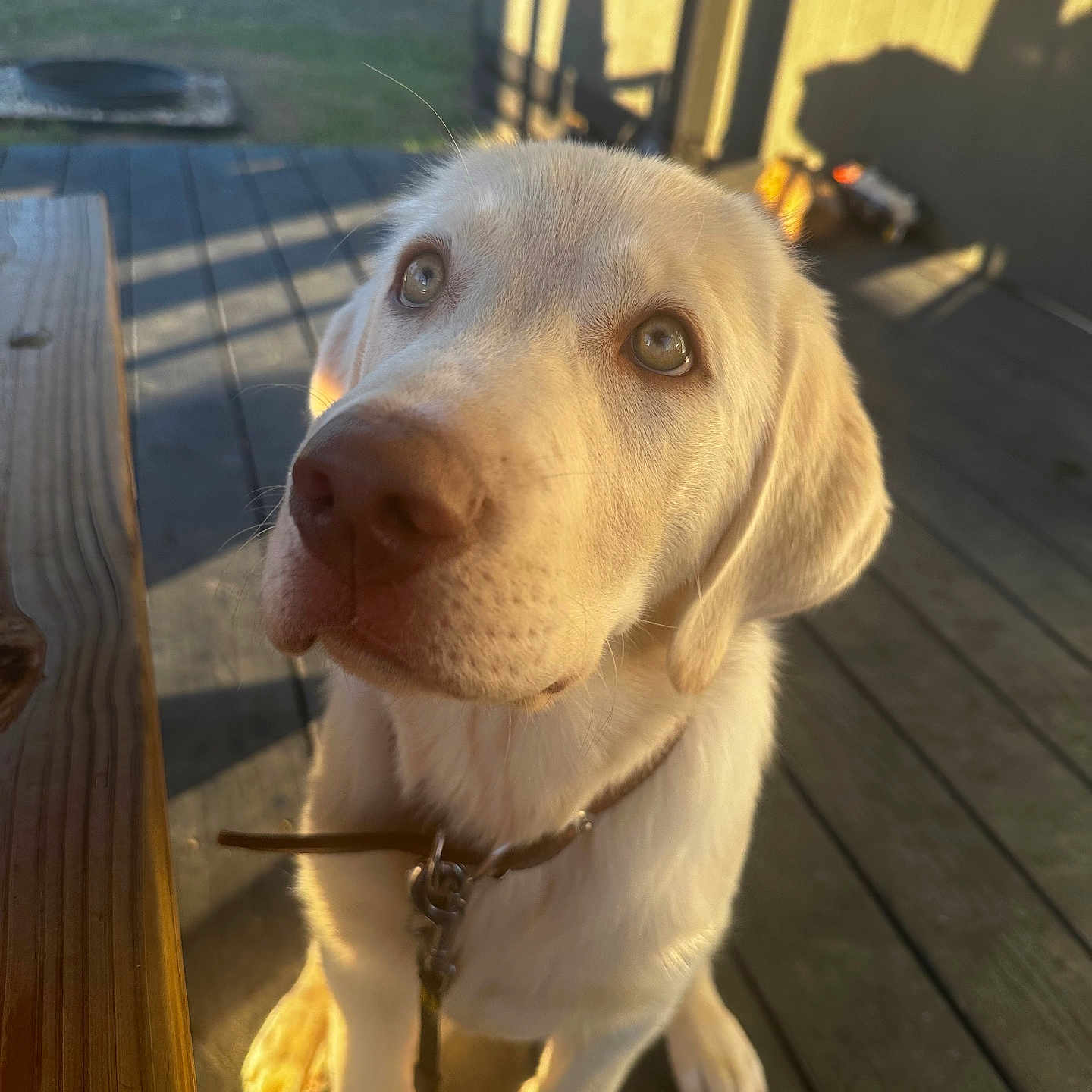 Maximillian is registered to the contest to win money with this photo: dog, puppy, golden_retriever, pet, animal, outdoor, wooden_deck, sunlight, shadow, collar, leash, closeup, cute, fur, canine, looking_up, daylight, young, adorable, friendly
