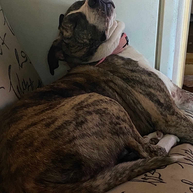 Bella