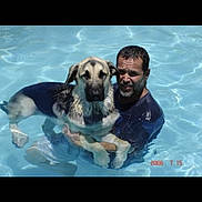 Ola is registered to the contest to win money with this photo: adult, animal, canine, dog, face, head, hound, leisureactivities, male, man, person, pet, photography, pool, portrait, sport, swimming, swimmingpool, water, watersports