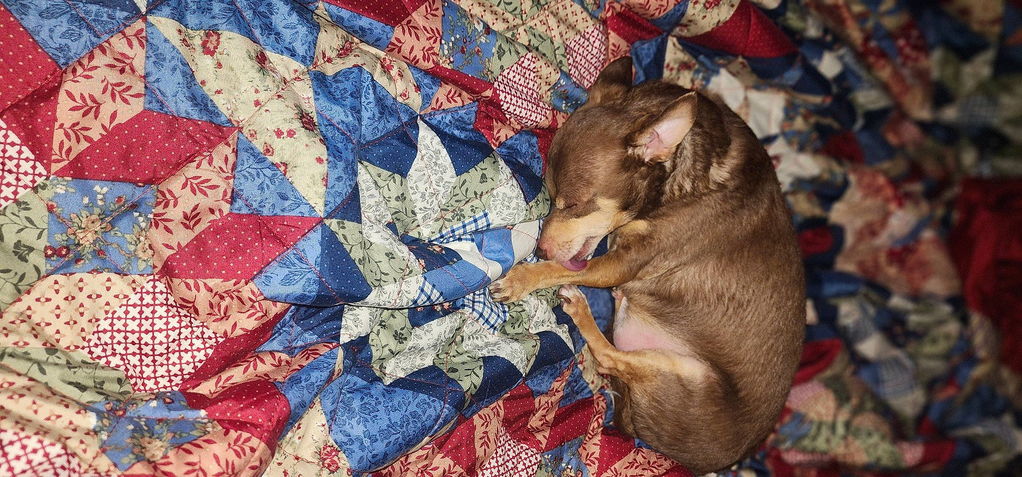 Jaxz joined the competition — help win amazing prizes! art, carnivore, comfort, companion_dog, creative_arts, dog, dog_breed, electric_blue, fawn, flooring, guard_dog, linens, pattern, stitch, symmetry, tints_and_shades, toy_dog, triangle, visual_arts, woven_fabric