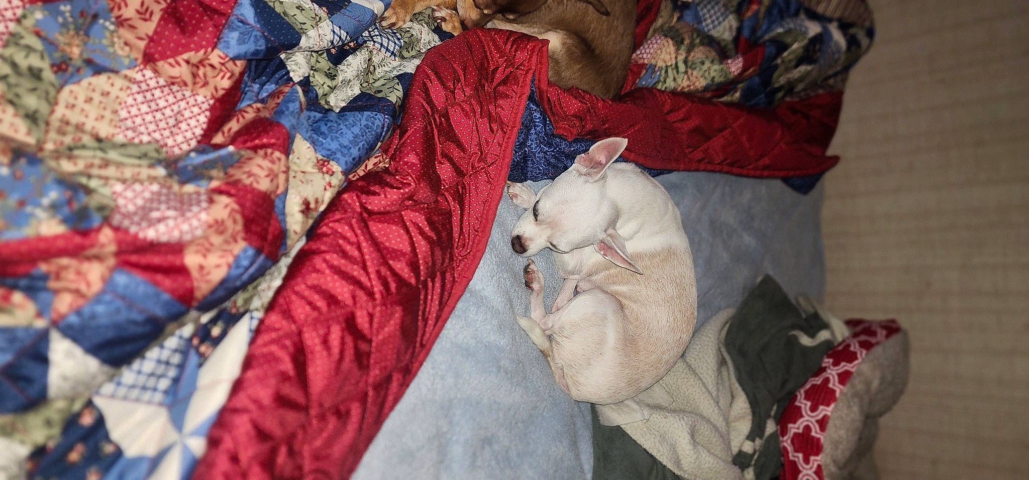 Honeygirl is registered to the contest to win money with this photo: art, bed_sheet, bedding, carmine, carnivore, cat, comfort, companion_dog, domestic_short_haired_cat, electric_blue, fawn, felidae, fur, linens, magenta, pattern, room, small_to_medium_sized_cats, textile, whiskers