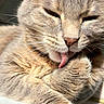 cat, tongue, close_up, grooming, feline, fur, whiskers, paw, sunlight, relaxed, cute, pet, animal, mammal, indoor, portrait, sleepy, soft, tabby, face