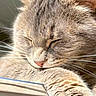 cat, sleeping, paw, fur, whiskers, close_up, pet, resting, indoor, sunlight, cozy, cute, animal, feline, relaxing, peaceful, soft, adorable, sleep, nap