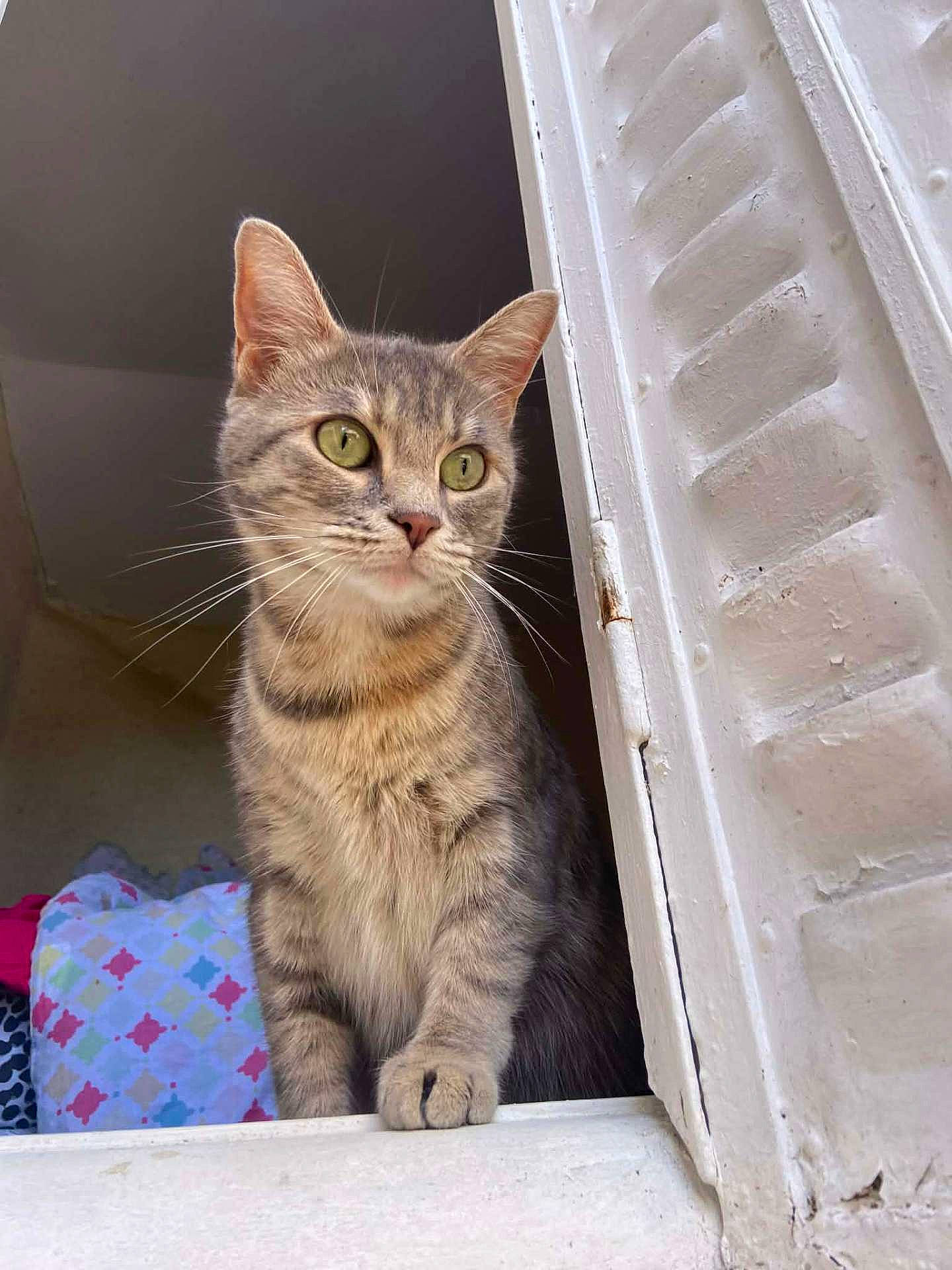 animal, cat, closeup, colorful_blanket, cozy, curious, domestic_cat, feline, fur, green_eyes, indoor, looking, paw, pet, portrait, resting, tabby, whiskers, white_frame, window