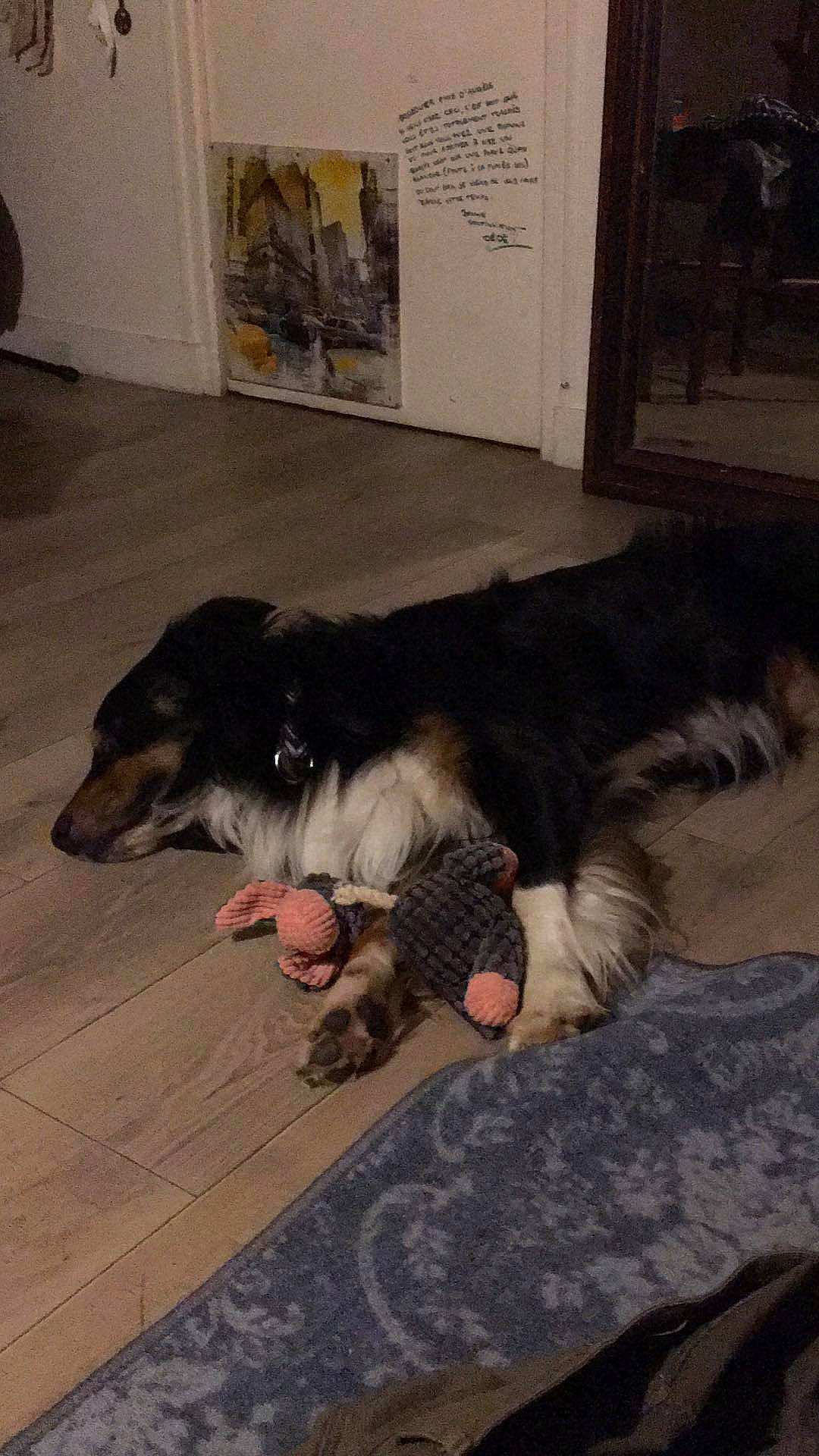 Olaf participe au concours pour gagner de l'argent avec cette photo : canidae, carnivore, comfort, companion_dog, dog, dog_breed, floor, flooring, foot, fur, hardwood, herding_dog, paw, snout, sporting_group, tail, working_animal, working_dog