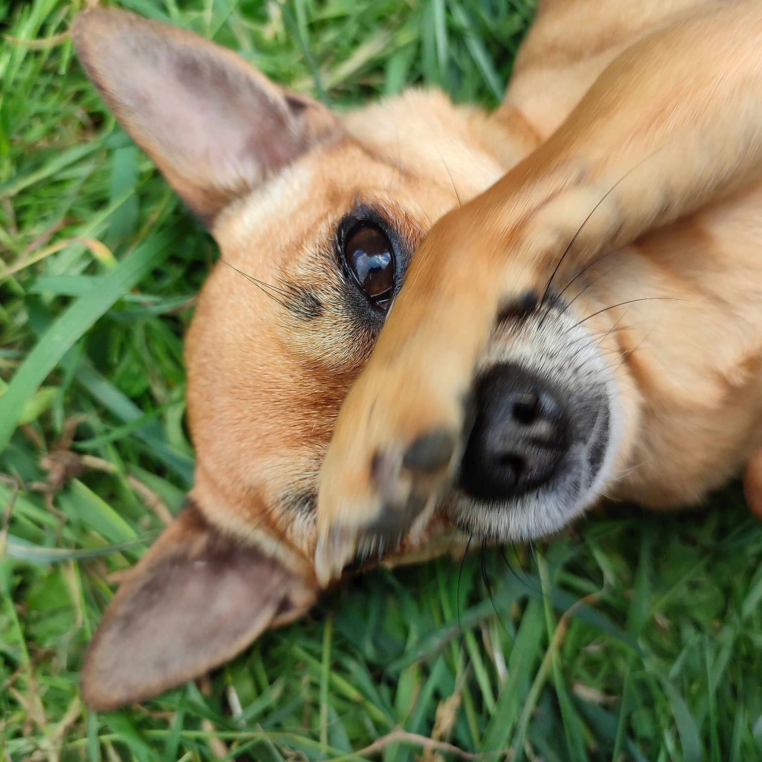 Pippa