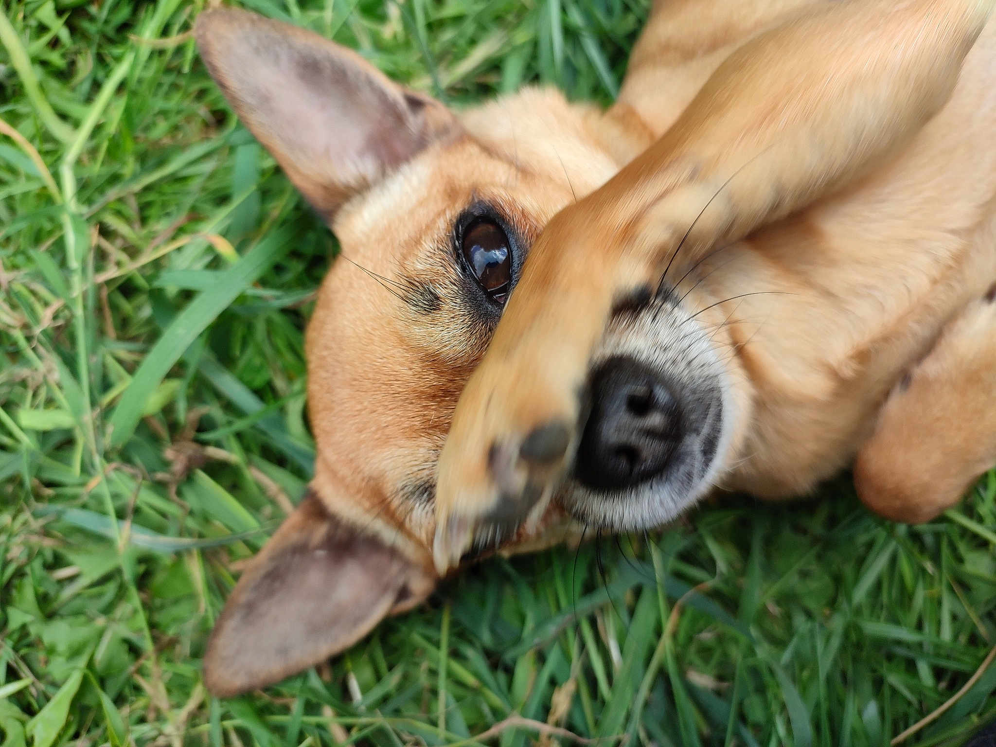 Pippa