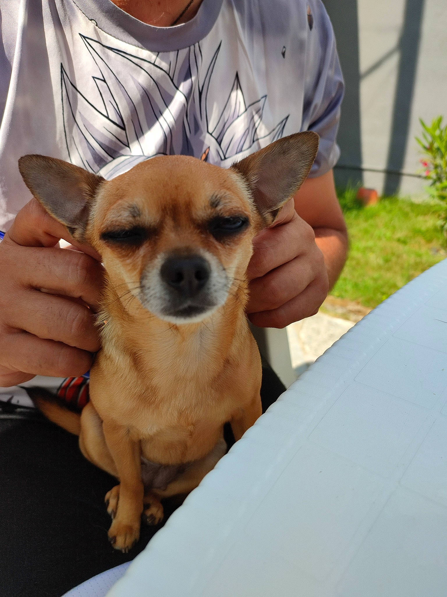 Pippa participe au concours pour gagner de l'argent avec cette photo : canidae, carnivore, collar, comfort, companion_dog, dog, dog_breed, dress_shirt, ear, eyewear, fawn, fur, hand, plant, sitting, sleeve, sunglasses, t_shirt, toy_dog, whiskers
